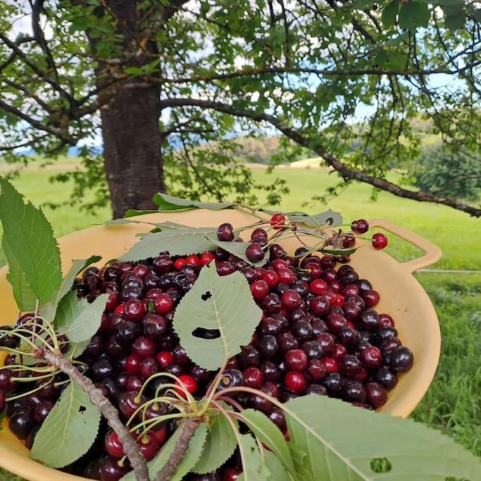 Apartamento Pod Vinogradi Skocjan  Exterior foto