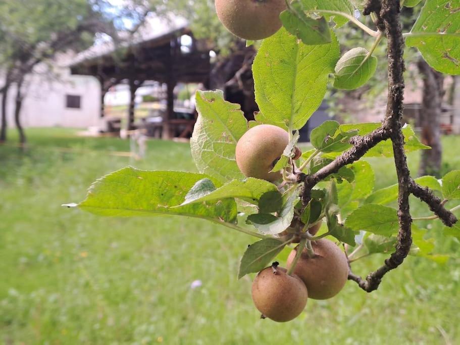 Apartamento Pod Vinogradi Skocjan  Exterior foto